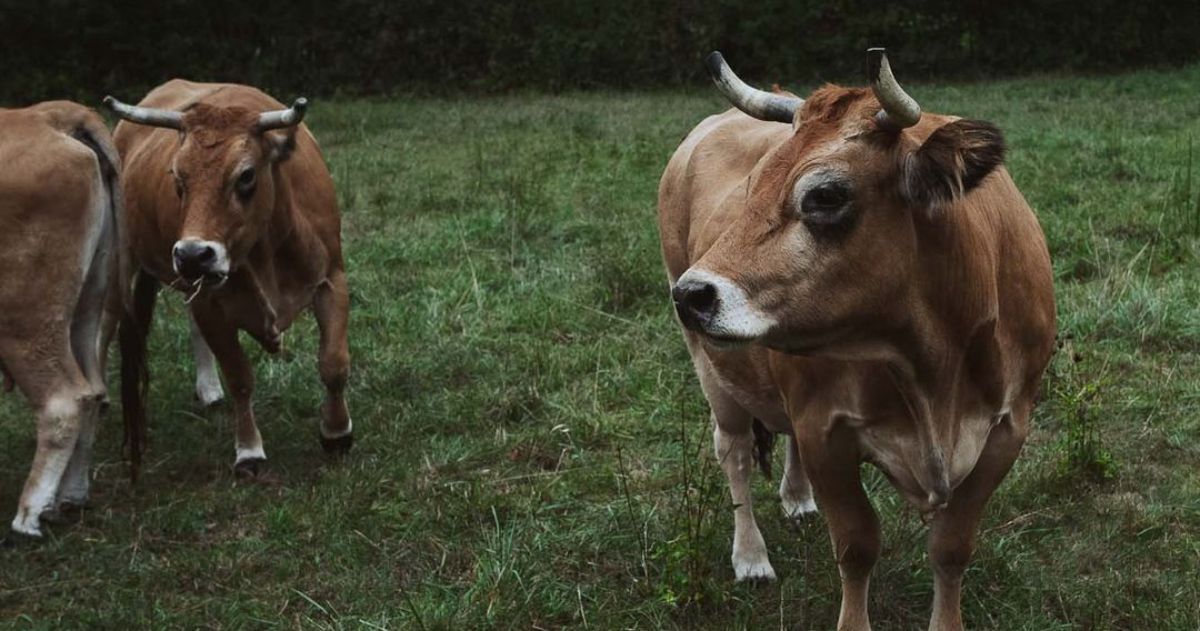 Investir dans une foncière agricole